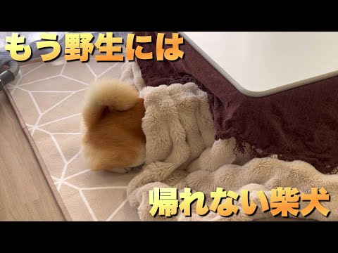もう野生には帰れない柴犬はコタツ解禁日こうなる サムネイル