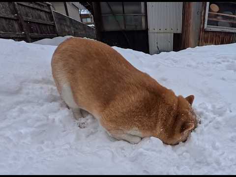 顔ズボのしまくるモモさん サムネイル