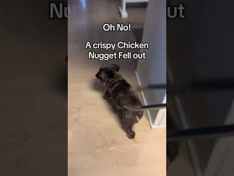 He got away again 😂 サムネイル