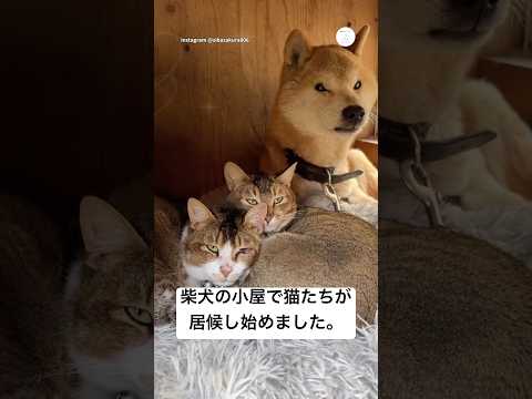 柴犬の小屋に、いつの間にか猫が住みついていた　柴犬　犬　猫　犬と猫　かわいい サムネイル