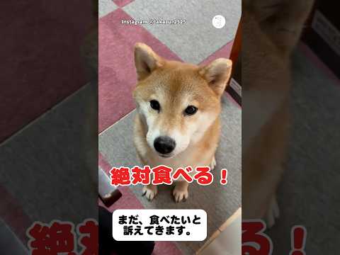 食欲が止まらない。全部食べた後も訴える柴犬　　　柴犬　犬　犬のいる暮らし 面白い　かわいい犬 サムネイル