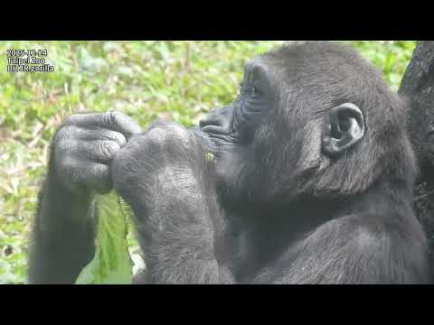 Gorilla D'jeeco family 吃午餐。午休 / Jabali Ringo 邊吃邊玩食物被 Tayari… サムネイル