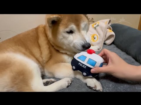 柴犬福 姉と揉めて、パトカーを腕に走らされてしまう不憫柴犬🤣Sister vs Shiba Inu🤣 サムネイル