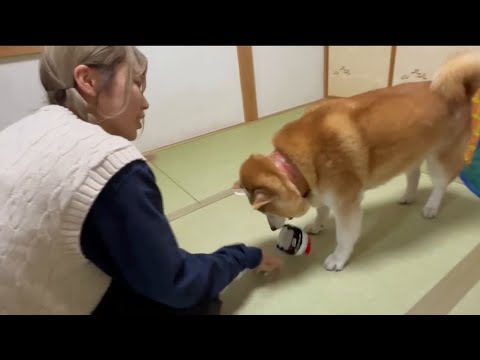 柴犬福 姉の前でパトカーに仕返しする柴犬🤣Sister and Shiba🤣 サムネイル
