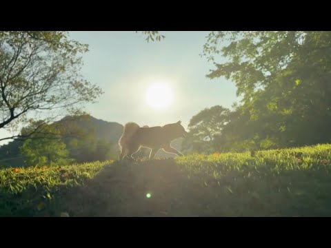 ももと新しい朝　A New Morning with Memories of 2025 サムネイル