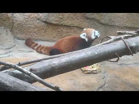 おはようモナカちゃんグミさん(親子)  レッサーパンダ　那須どうぶつ王国にて　2026年2月27日 サムネイル