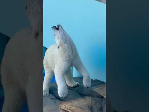 shorts ホッキョクグマのゆめちゃん　王子動物園　2025年12月27日 サムネイル