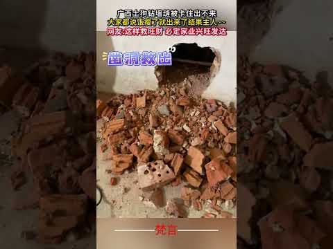 廣西土狗鑽牆縫被卡住出不來 大家都說餓瘦了就出來了結果主人… #意外 #暖心 #狗狗 #善良 #有趣 #amazing… サムネイル