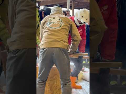 shorts 那須どうぶつ王国らしく  ホッキョクオオカミさんが餅つきに参加😉　2026年1月2日 サムネイル