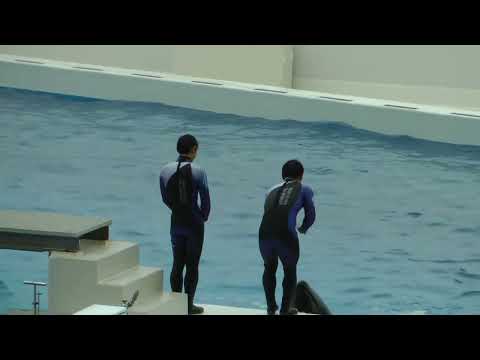 トレーナーさんとシャチ親子　　須磨シーワールド　00018 サムネイル