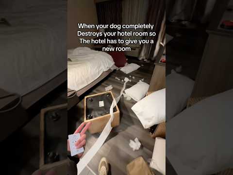 All this because I said no to the pet store 😞 サムネイル