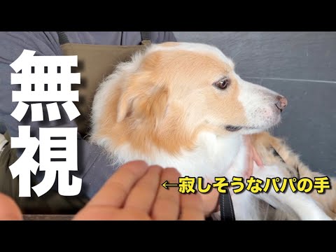 【パパと喧嘩】怒ると耳を折りたたんで聞こえないフリをする犬...【ボーダーコリー・ゴールデンレトリバー】 サムネイル