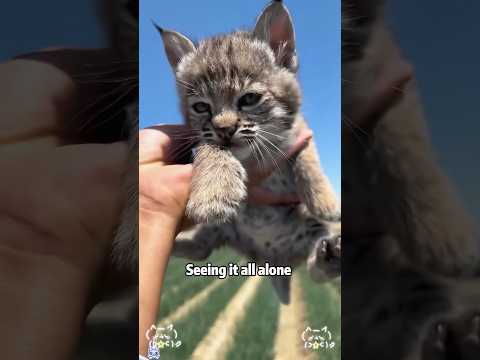 A Lynx Resting Like a Furry Shawl on a Man’s Shoulderanimal… サムネイル