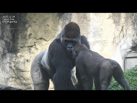 Gorilla Tayari 打擾 Iriki吃早餐/回室內.門口給食.核桃/Tayari覓食高麗菜.J也想吃/Jab… サムネイル