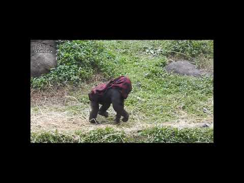 gorilla brothers Jabali 4y2m old & Ringo 3y6m old.eat? shor… サムネイル