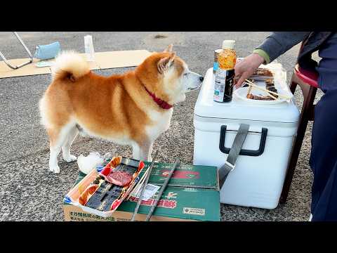 BBQ大会で、自分のお肉はキープしつつ、きょとん顔でばあちゃんのお皿に近づいていく柴犬 サムネイル