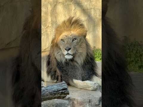 shorts アレンくん　起きた〜　ライオン🦁　千葉市動物公園　2026年2月23日 サムネイル