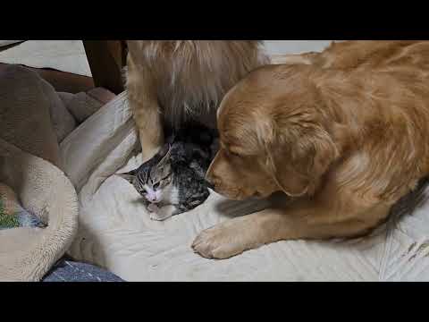今日のキビッチャン ゴールデンレトリバーと子猫で穏やかな時間でも寝転がれないビス。 ビスとイロハ cat golden… サムネイル