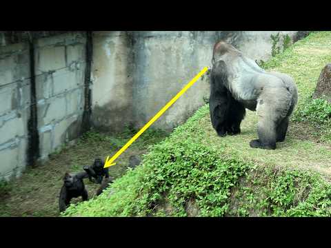 Gorilla D'jeeco keep an eye on Tayari,Iriki,Jabali,Ringo fr… サムネイル