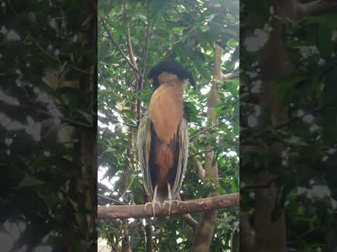 shorts ヒロハシサギ　那須どうぶつ王国 サムネイル