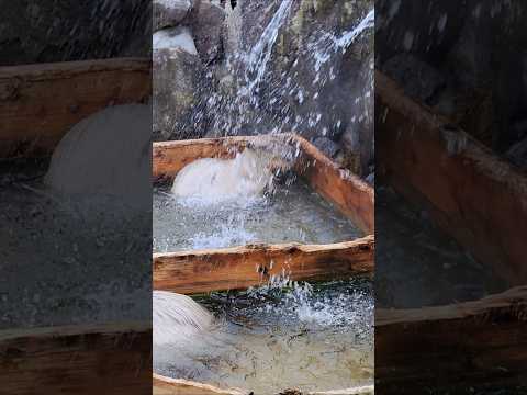 shorts カピバラの湯　那須どうぶつ王国　2026年1月11日 サムネイル