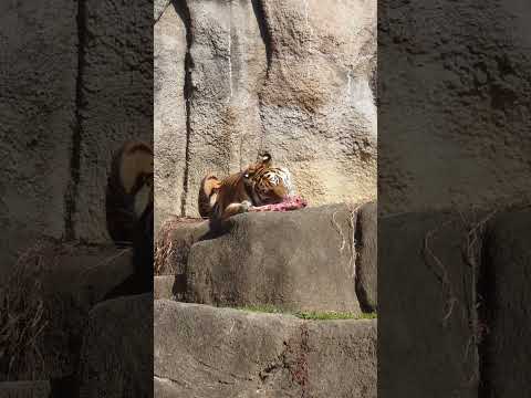 shorts まったりサーシャちゃん　アムールトラ🐯　浜松市動物園　2026年2月14日 サムネイル