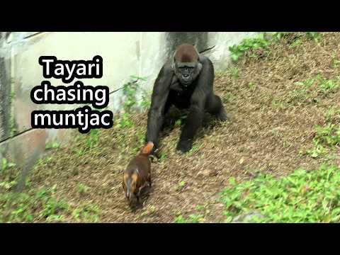 Gorilla Tayari chasing muntjac,found lettuce down the ditch… サムネイル