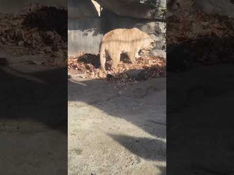 ライオンたちに落ち葉の山をプレゼントしてみたら…？ 東武動物公園 癒し 動物 かわいい animals zoo ライオン サムネイル