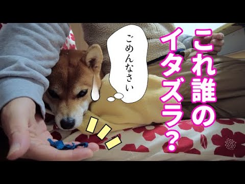 背後に避難　イタズラが身の前に！ズタズタになったジッパープルの交換　パタゴニア　東遊園地 サムネイル