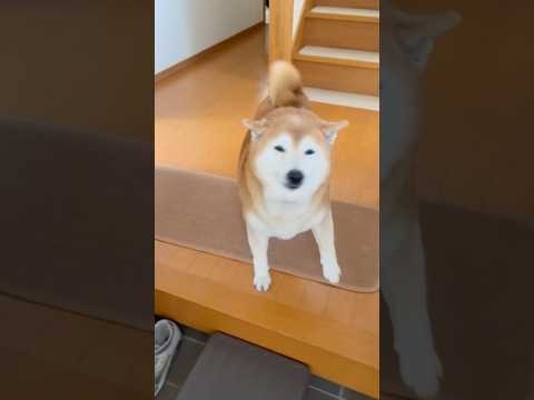 柴犬福 姉を出迎える留守番限界柴犬🤣Sister and Shiba🤣姉と柴 shorts 柴犬 funny shib… サムネイル