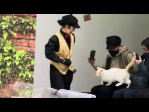 タルトくんのお膝サンポ少し☺️ MCおねえさんデビュー戦！なかなか見れない猫によるショー ザ・キャッツ　那須どうぶつ王… サムネイル