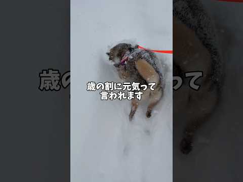 朝に顕著に出る？柴犬の疲れ顔… サムネイル