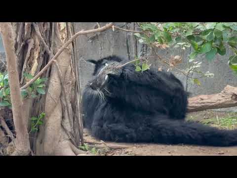 仲良しビントロングさん☺️ 神戸どうぶつ王国にて　2025年12月26日 サムネイル