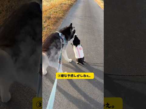 全く違う多頭犬種のお散歩で必ず起きる現象がこちら…柴犬シベリアンハスキーボーダーコリーポメラニアン short sho… サムネイル