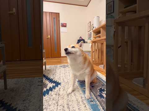 はなパックン🐶‼️柴犬 チワワ shorts サムネイル