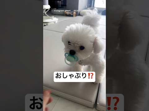 赤ちゃん用おしゃぶりをくわえた犬🐶　犬　かわいい　犬のいる暮らし 癒し　かわいい 面白い サムネイル
