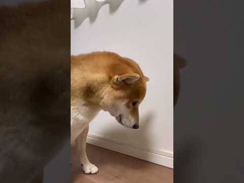 マッサージの催促が可愛すぎる柴犬とん君　柴犬　柴犬とん サムネイル