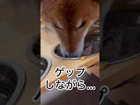 ’26.1.27 力丸の好きな場所… 柴犬 shibainu 柴犬のいる暮らし 柴犬の日常 食べる犬 車中泊犬 力丸 サムネイル