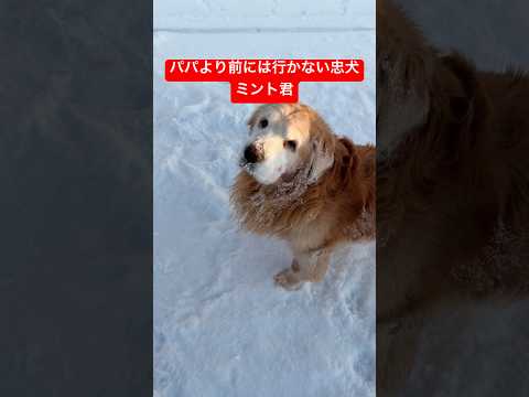 いい子過ぎるミント君🍵shorts ゴールデンレトリバー グレートピレニーズ 犬 サムネイル