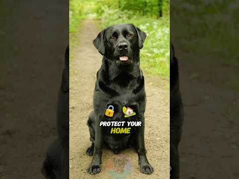Can a Labrador Really Protect Your Home shorts dog pets dog… サムネイル