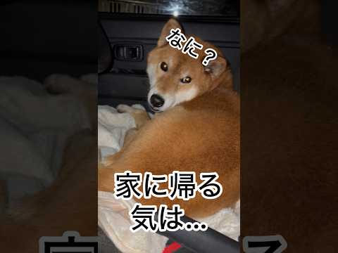 ’26.2.23 力丸の自主トレ？ 柴犬 shibainu 柴犬のいる暮らし 柴犬の日常 車中泊犬 力丸 サムネイル