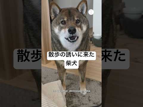 至近距離で訴える‼️柴犬の散歩アピール　柴犬　胡麻柴　かわいい犬 かわいい 散歩 サムネイル