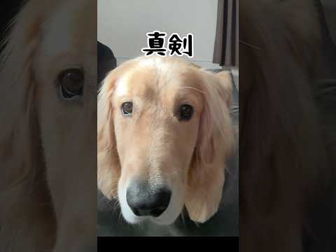毎朝恒例のテレビタイム 大型犬 ゴールデンレトリバー サムネイル
