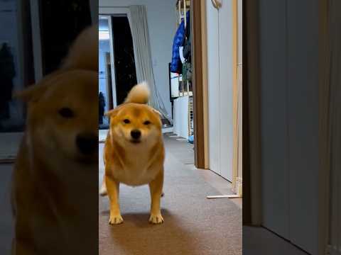 メリークリスマス🎁日常の何気ない光景が最幸の贈り物　柴犬　柴犬とん サムネイル