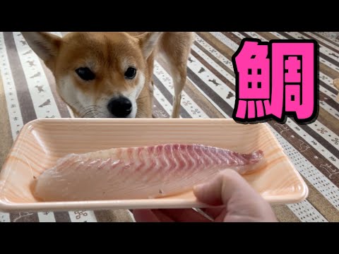お初の鯛のお刺身をいただきまーす　柴犬小夏　ASMR サムネイル