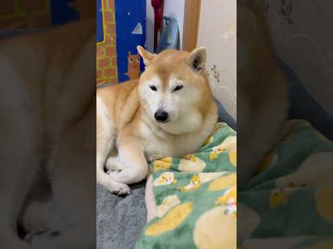 柴犬福 母と目が合い強がってしまうマザコン柴犬🤣Bad boy🤣shorts funny funnydog 柴犬 do… サムネイル