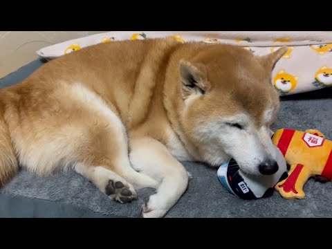 柴犬福 パトカー気に入った柴犬🤣Shiba-Sleep🤣 サムネイル
