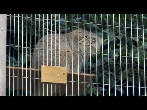 閉園時間が見えてきた頃のマヌルネコのこどもたち　東山動植物園にて　2025年12月12日 サムネイル