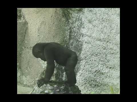 little #gorilla Jabali 1y8m old. #shorts. J泡水池.喝水盆 サムネイル