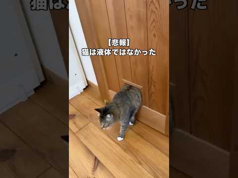 猫は液体にもなり得ようか。長年の疑問であったこの問いの答えが遂に我が家で導き出された。 猫は液体 猫 キジトラ sho… サムネイル